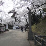 弘前城の敷地内の桜の名所公園