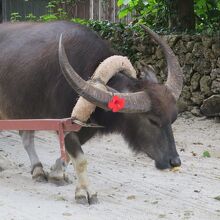 力持ちの水牛です．