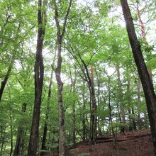 素敵な散策路があります