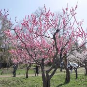 桜と梅が同時に！