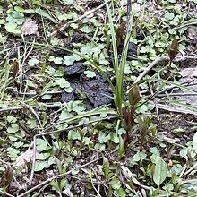 平池周辺ではこんな〝落し物〟もあり注意が必要だ。