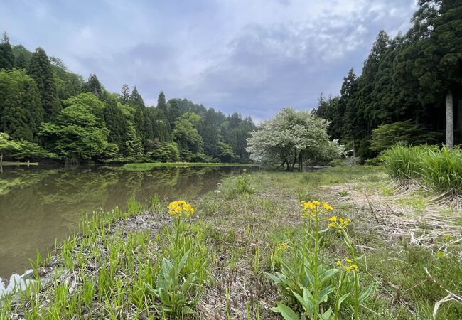 平地とは開花時期が違うので注意が必要。