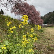 菜の花と河津桜