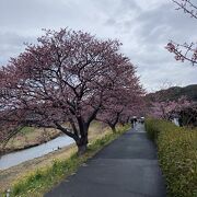 河津桜の名所