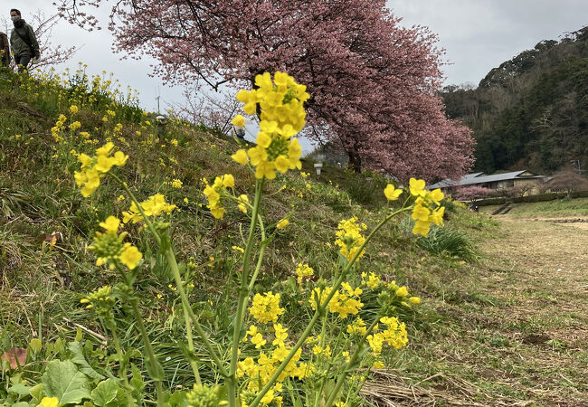 菜の花と河津桜