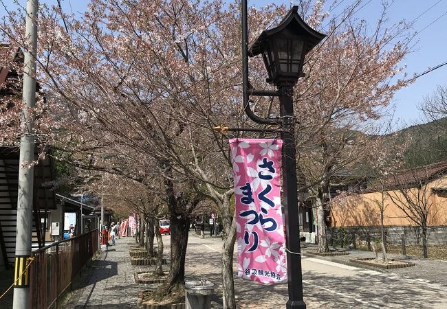 桜の名所「谷汲山の門前桜」