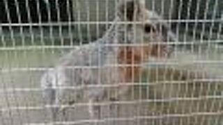 動物たちに会えます