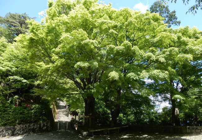 新緑がきれいでした