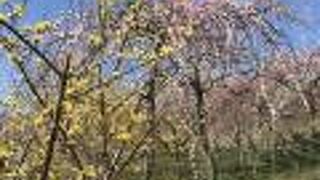 梅満開かつ晴れの日におすすめ