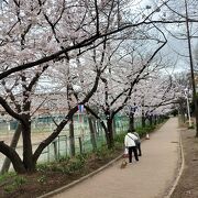 住吉桜で見物、こちらでお花見かな