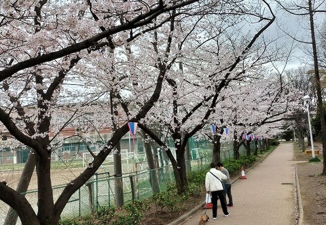 住吉桜で見物、こちらでお花見かな