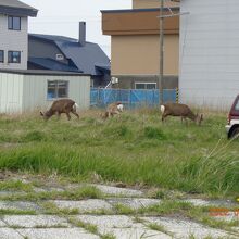 人に慣れてる様子でした。