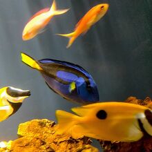 カラフルな魚たち