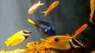 水族館がオープンしました( ^o^ )