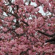 桜もあります。