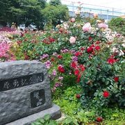 さまざまな種類のバラを無料で楽しめる公園