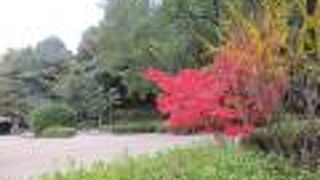 紅葉がきれいでした。