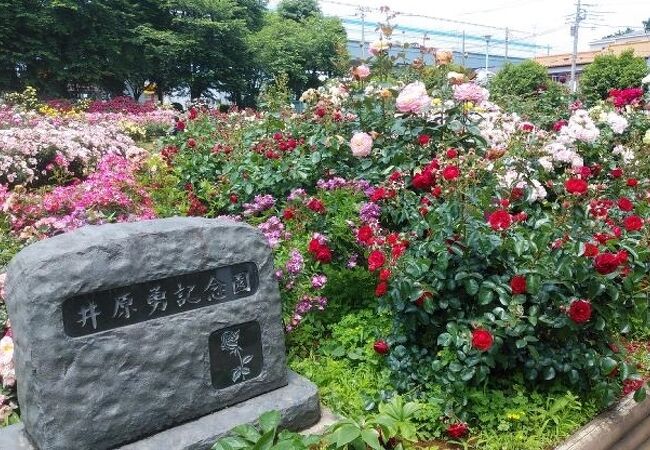 さまざまな種類のバラを無料で楽しめる公園