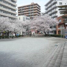 弁天公園の周囲には、マンションが林立しています。子供も多い。