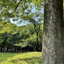 ヒトカゲ少ない芝生エリア