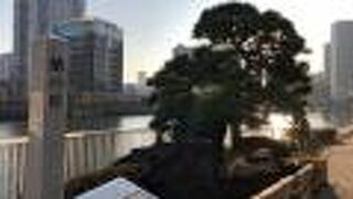 蛸のような松！