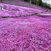 穴場的花の名所