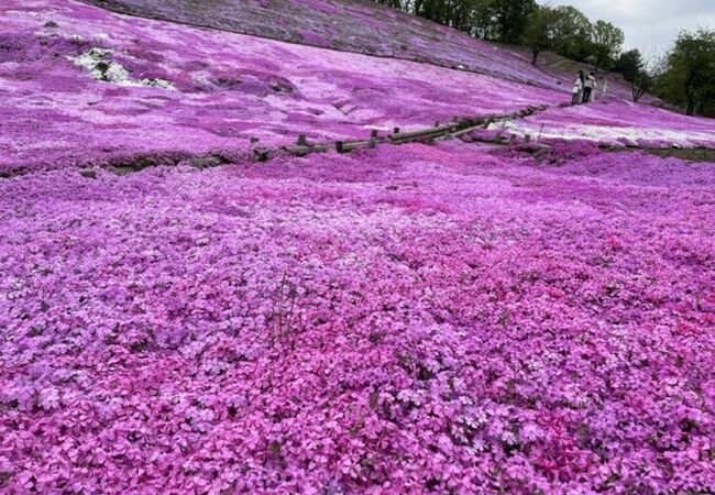 穴場的花の名所