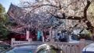 桜が満開時に今回は訪問