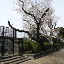 扉の横には、鮮やかな花をつけた桜が聳えていました。