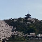 孫を連れてお花見に行きました。