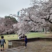 巨大な桜の木々があって、満開時は圧巻で、都内でもベスト10に入ります。