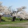 見事な桜と梅に感動よ