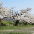 最上川堤防千本桜