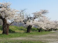 最上川堤防千本桜