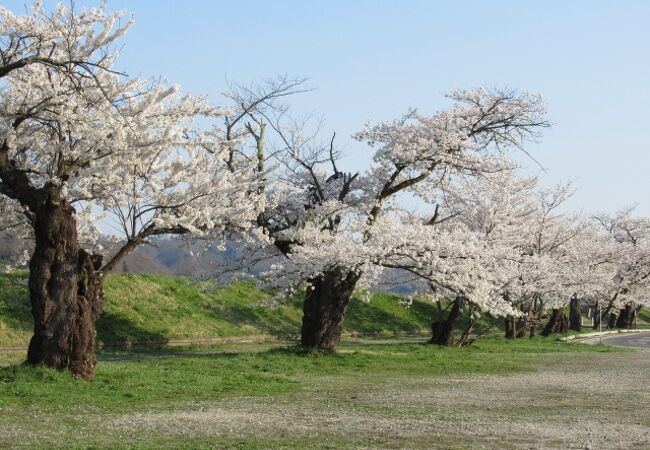 最上川堤防千本桜