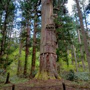 国の天然記念物に指定されている羽黒山で最大にして最古の巨木