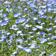 ネモフィラの花