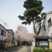 お掃除小僧像の周りには散った桜があり趣がありました