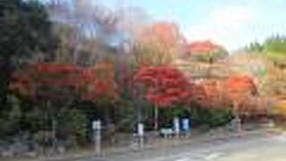 耶馬渓ダムもみじの丘公園