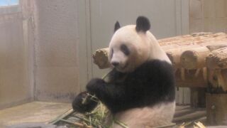 またシャンシャンに会いたくて