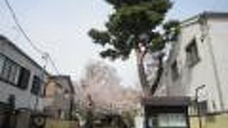 お掃除小僧像の周りには散った桜があり趣がありました