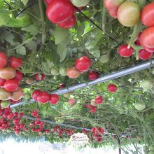 １本の大きなトマトの木に大玉トマトが鈴なりです。