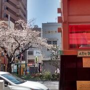 桜の花が満開