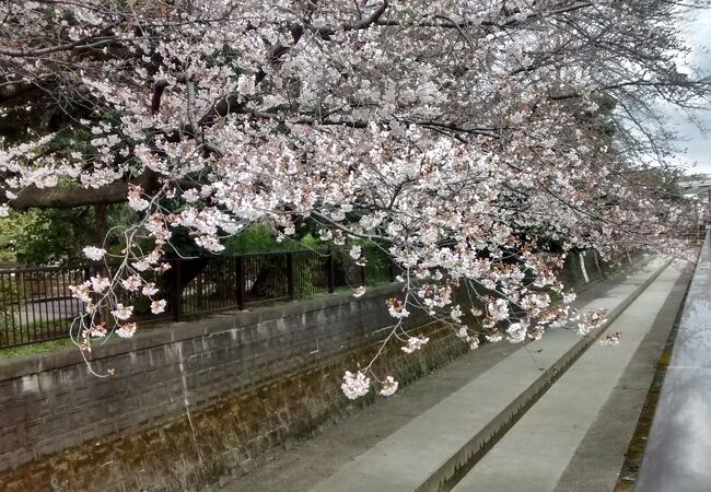 中野の花見 クチコミ人気ランキング フォートラベル 東京