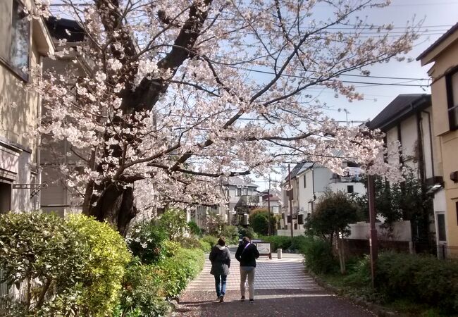 ソメイヨシノが咲き誇り、最高の散策