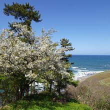 道の駅の駐車場には桜も咲いていた
