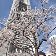 横浜ランドマークタワーをバックにもこもこの桜の花との最高のショット！