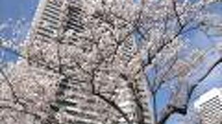 横浜ランドマークタワーをバックにもこもこの桜の花との最高のショット！