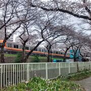 京王井の頭線ほど、桜の時期に華やかに飾られる鉄道路線は他にない