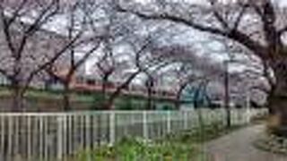 京王井の頭線ほど、桜の時期に華やかに飾られる鉄道路線は他にない
